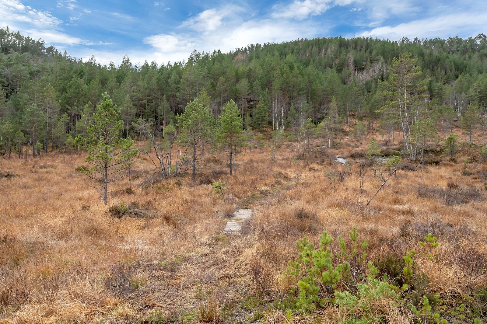 Koselig sti frem til hytta Galleribilde