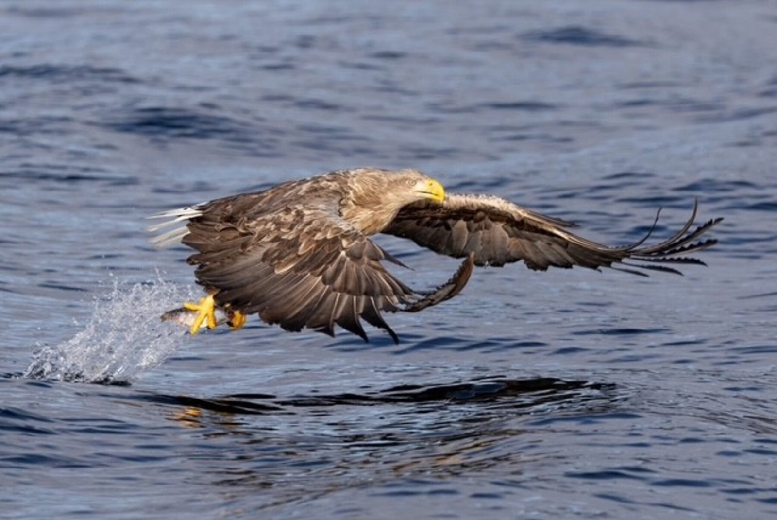 Bilde fra selger. Galleribilde