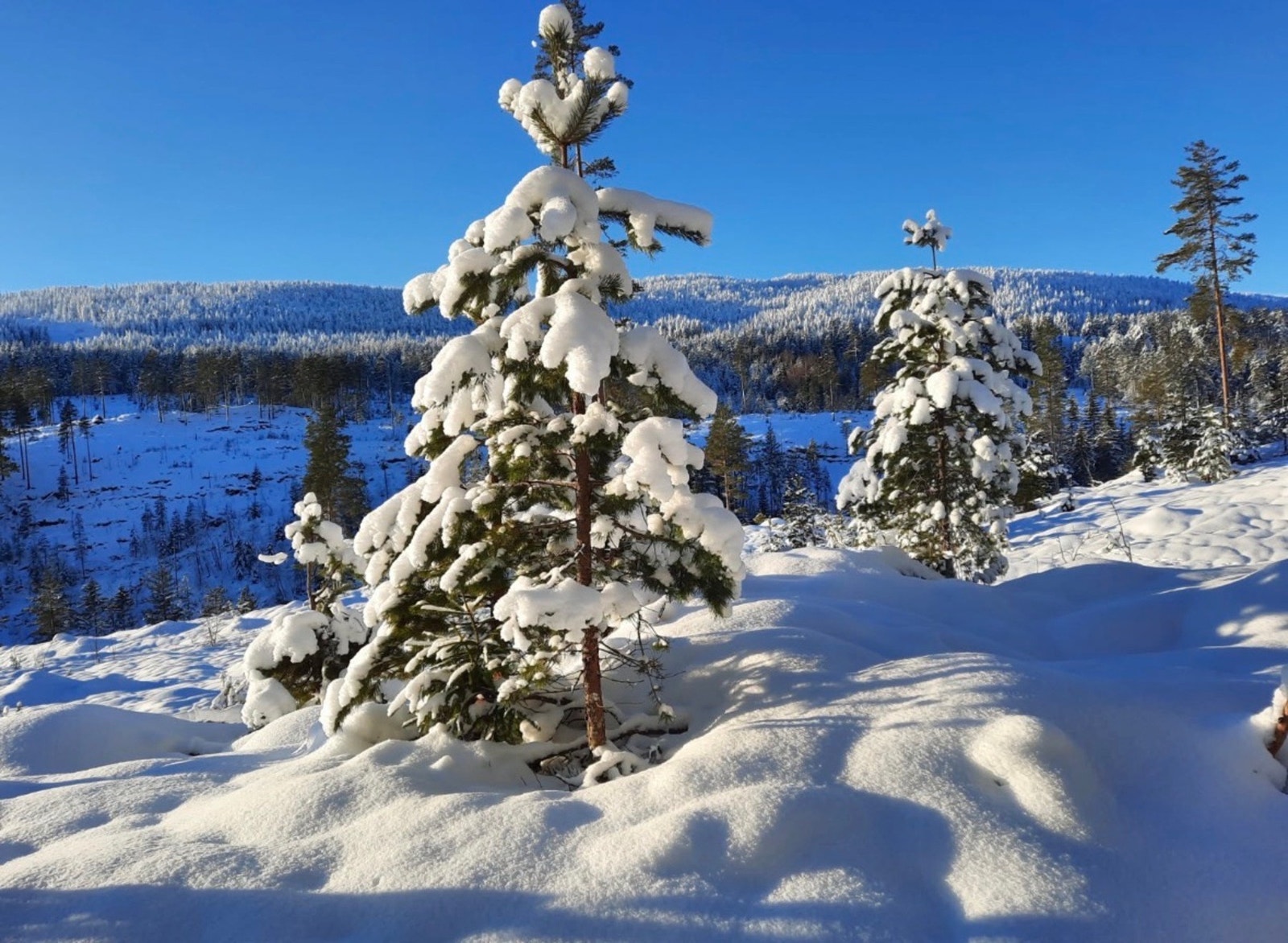 Nærområde (selgers private bilde). Galleribilde