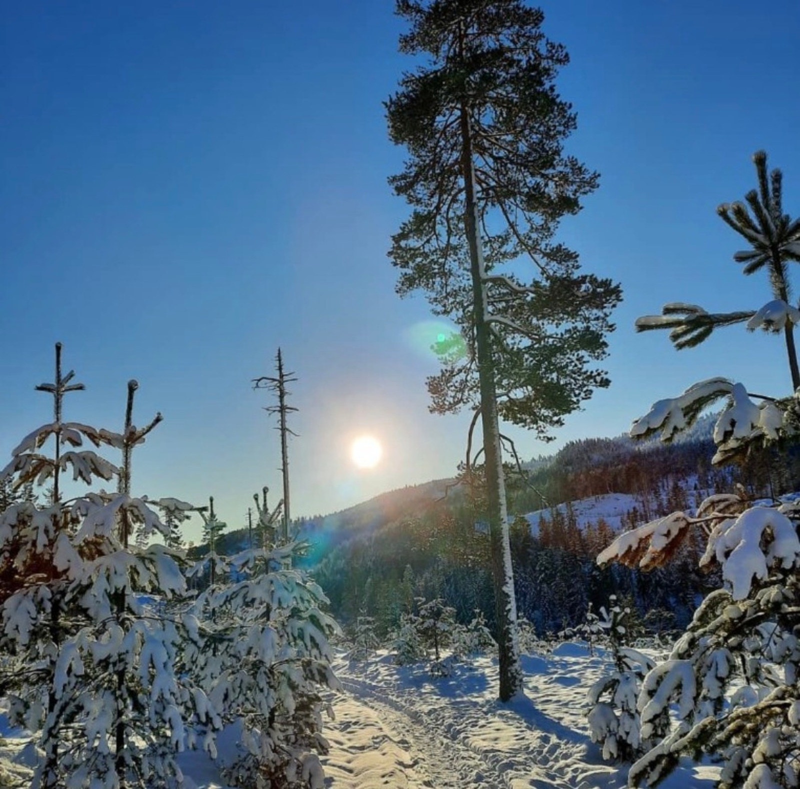 Nærområde (selgers private bilde). Galleribilde