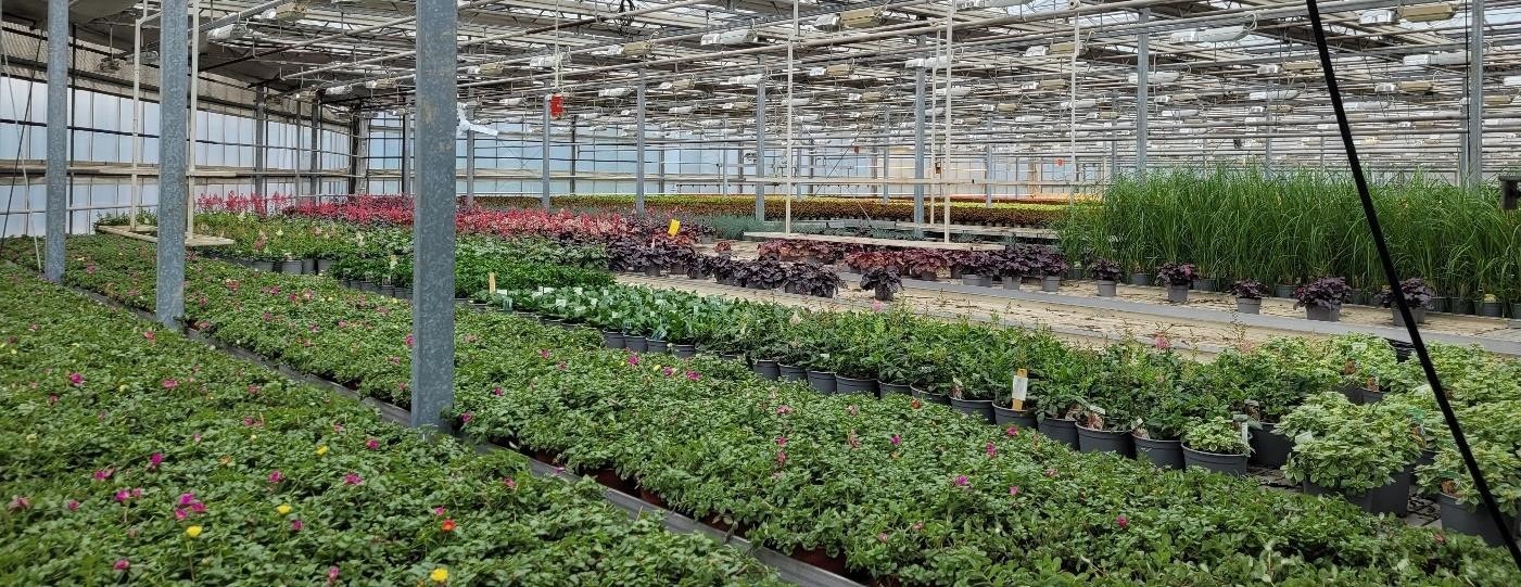 Veksthus.jpg Galleribilde