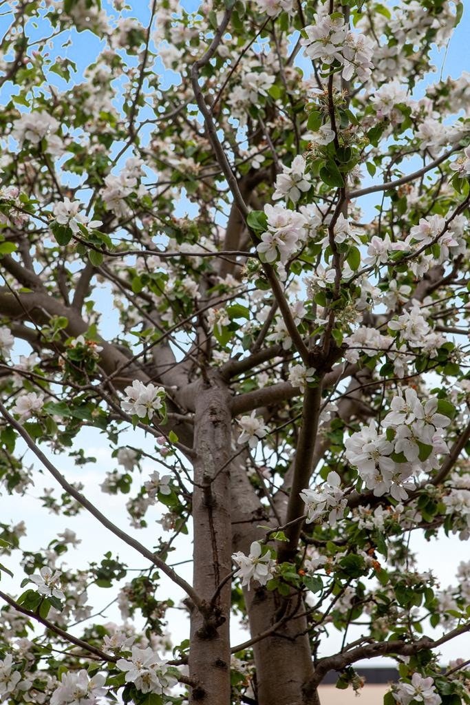 Tomten er pent opparbeidet Galleribilde