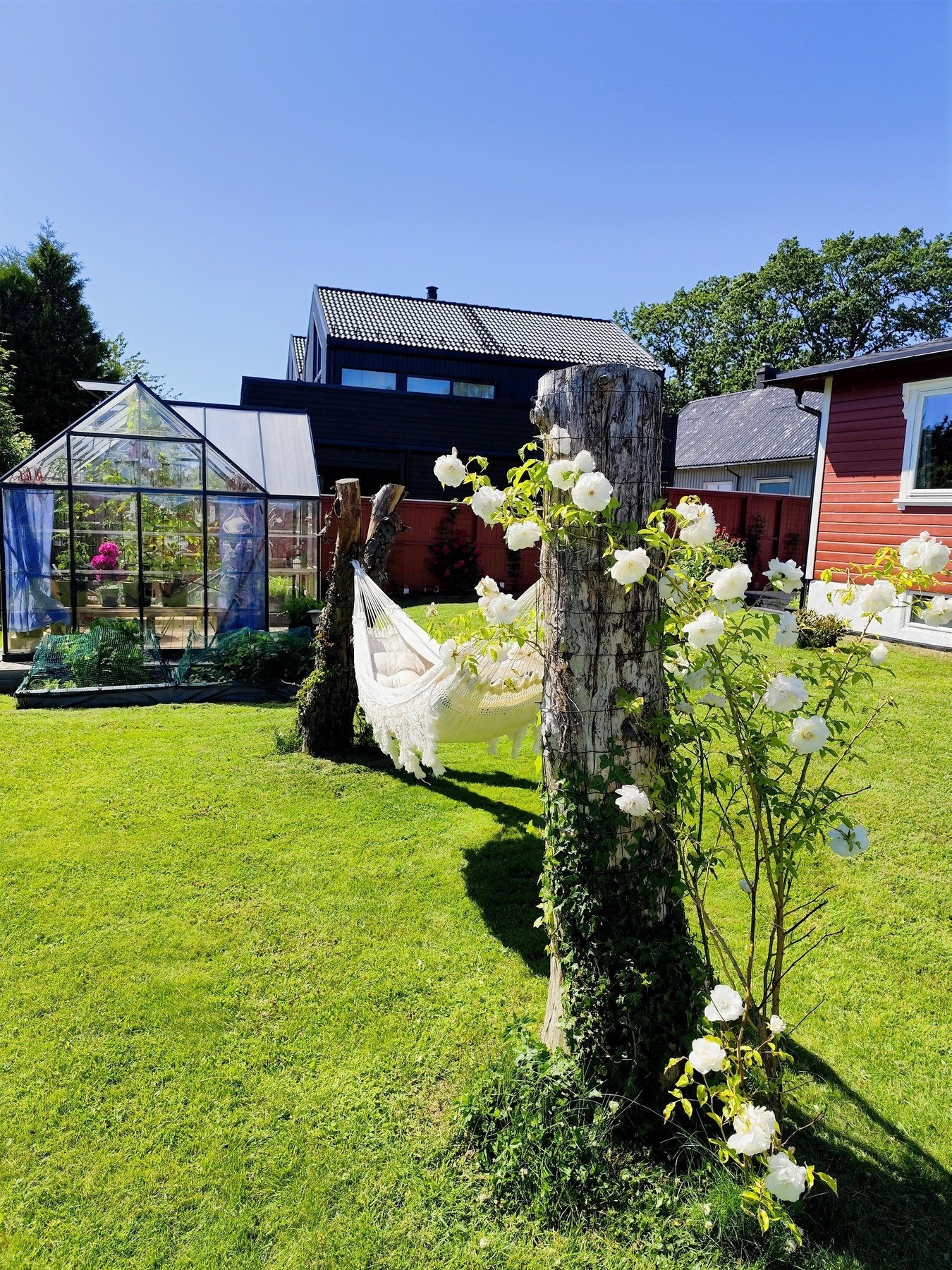 Selgers bilde tatt sommertid Galleribilde