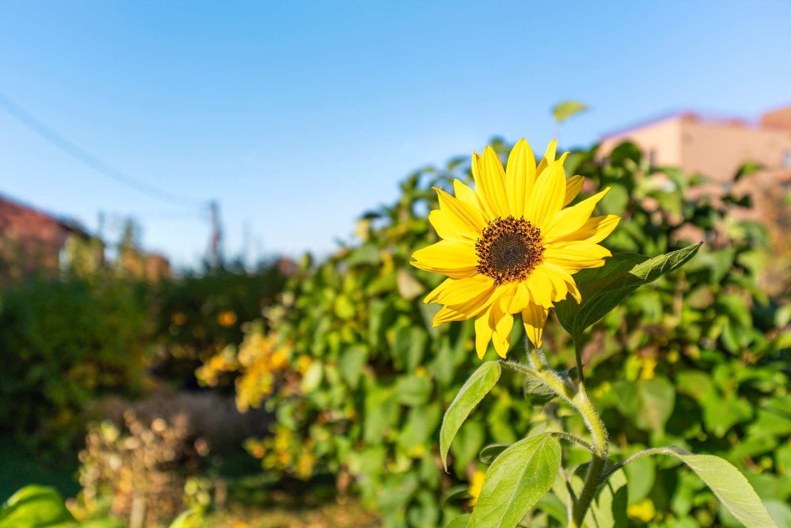 Attraktiv solrik hageparsell med to epletrær, peoner, rhododendron, syriner, blomsterkasser og fin solrik krok til sittemøbler, grill, bålpanne osv. Galleribilde
