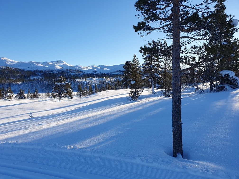Nærområdet i vinterdrakt Galleribilde