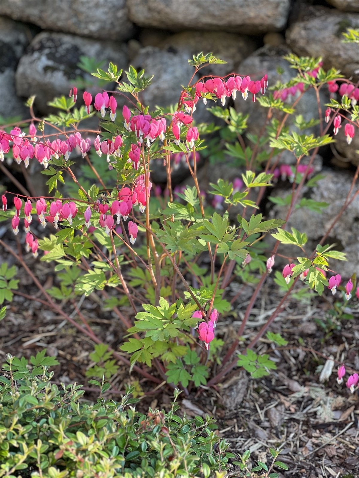 Private sommerbilder. Galleribilde