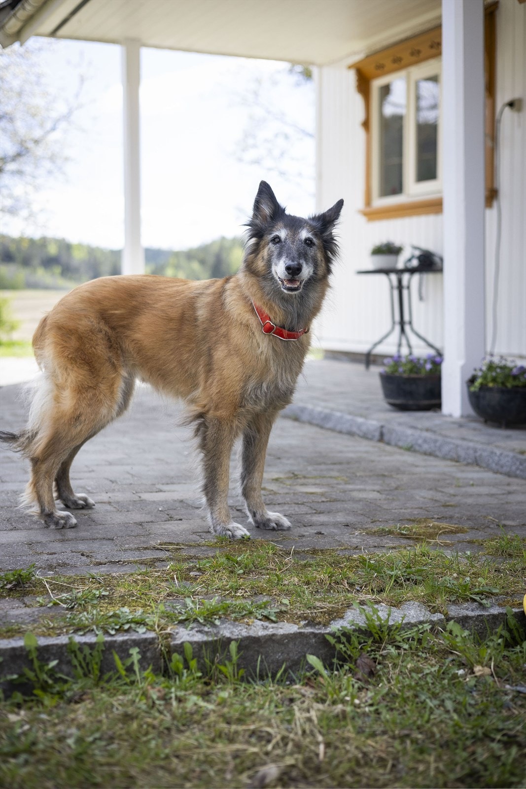 Dyrene trives godt på dette småbruket. Familiens hund medfølger ikke. Galleribilde
