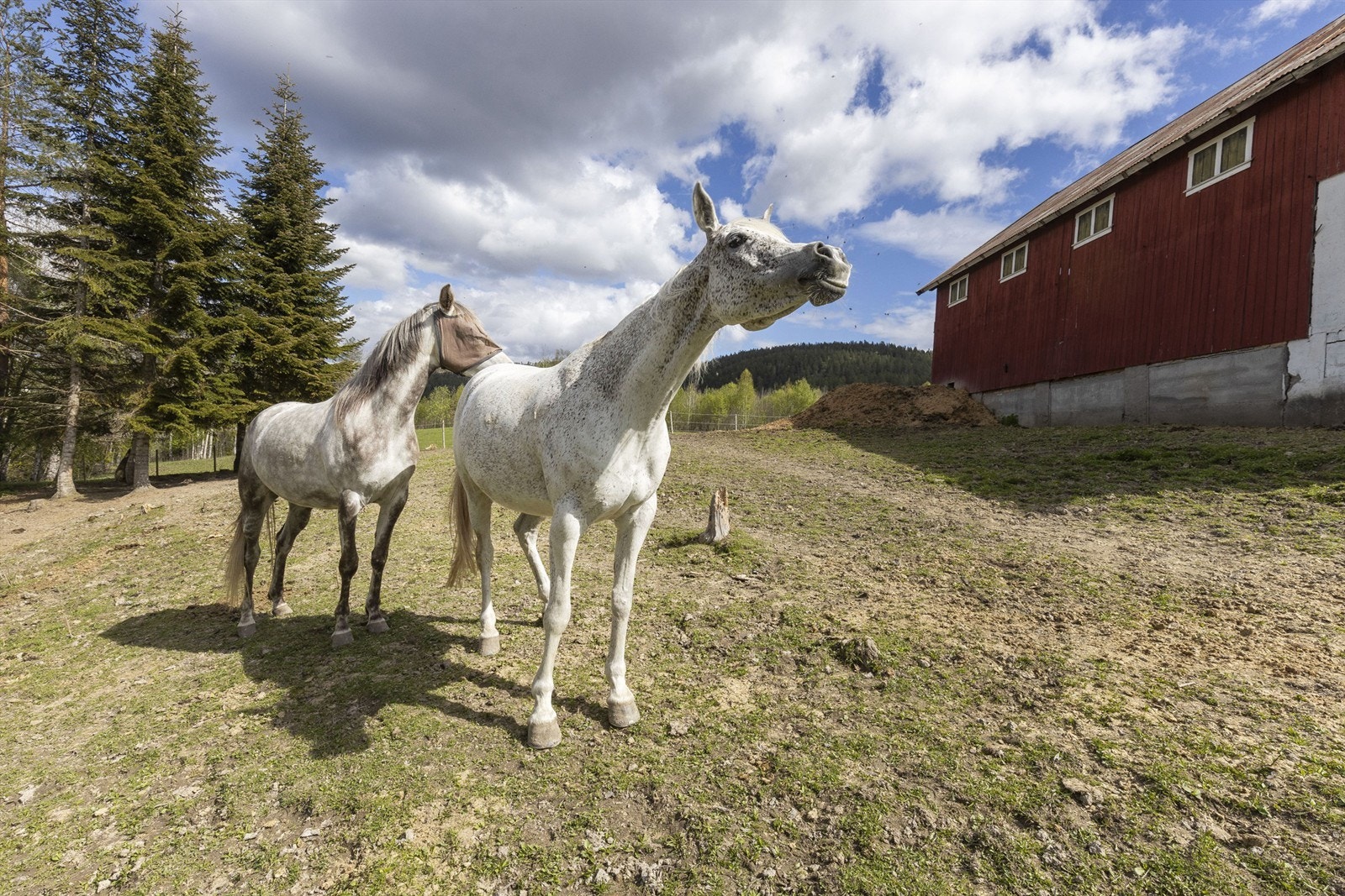 Perfekt eiendom for deg som ønsker hest Galleribilde