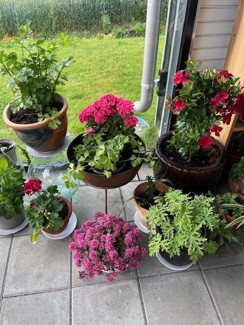 Nydelige blomster utendørs. Galleribilde