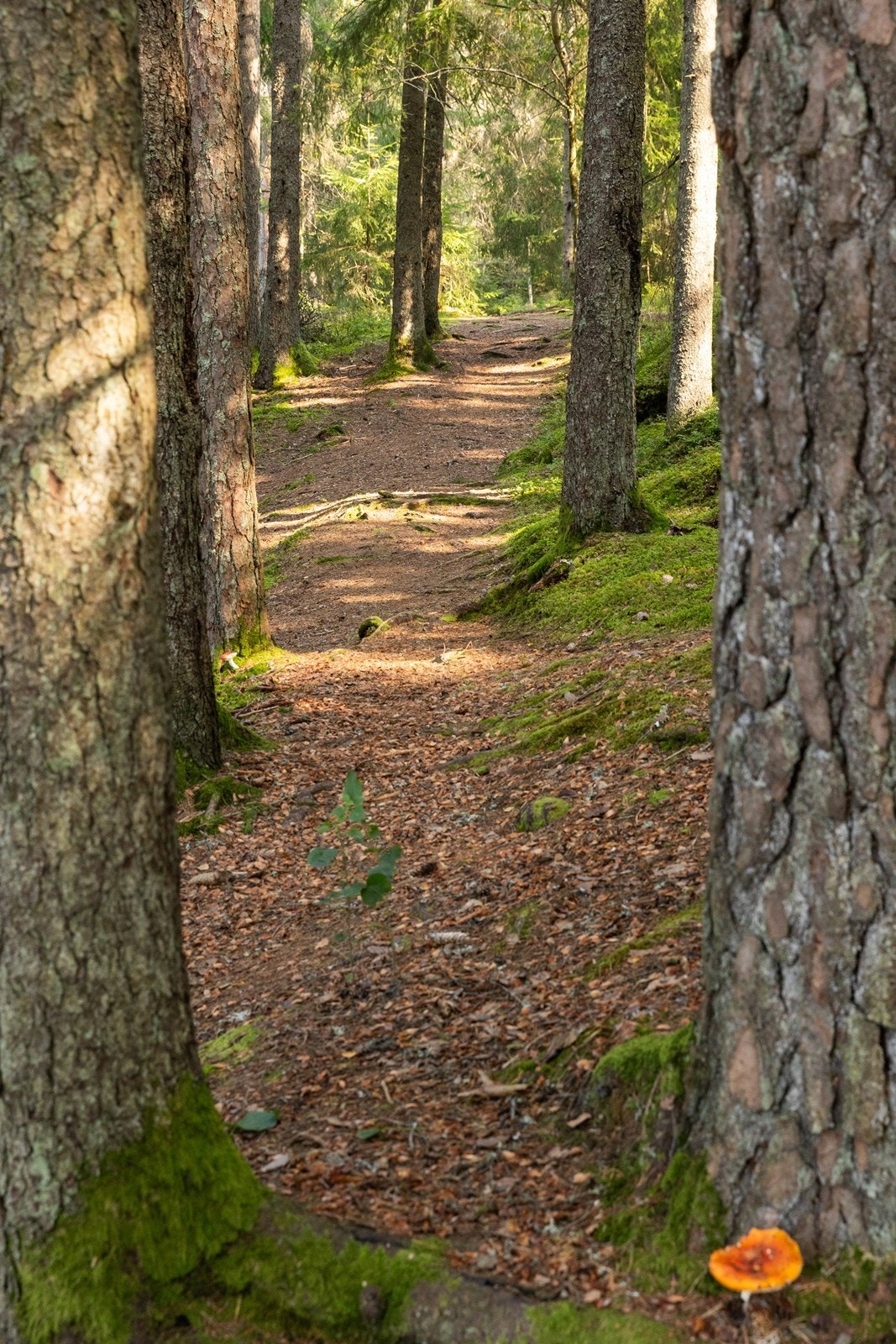 Flotte turstier i umiddelbar nærhet. Galleribilde