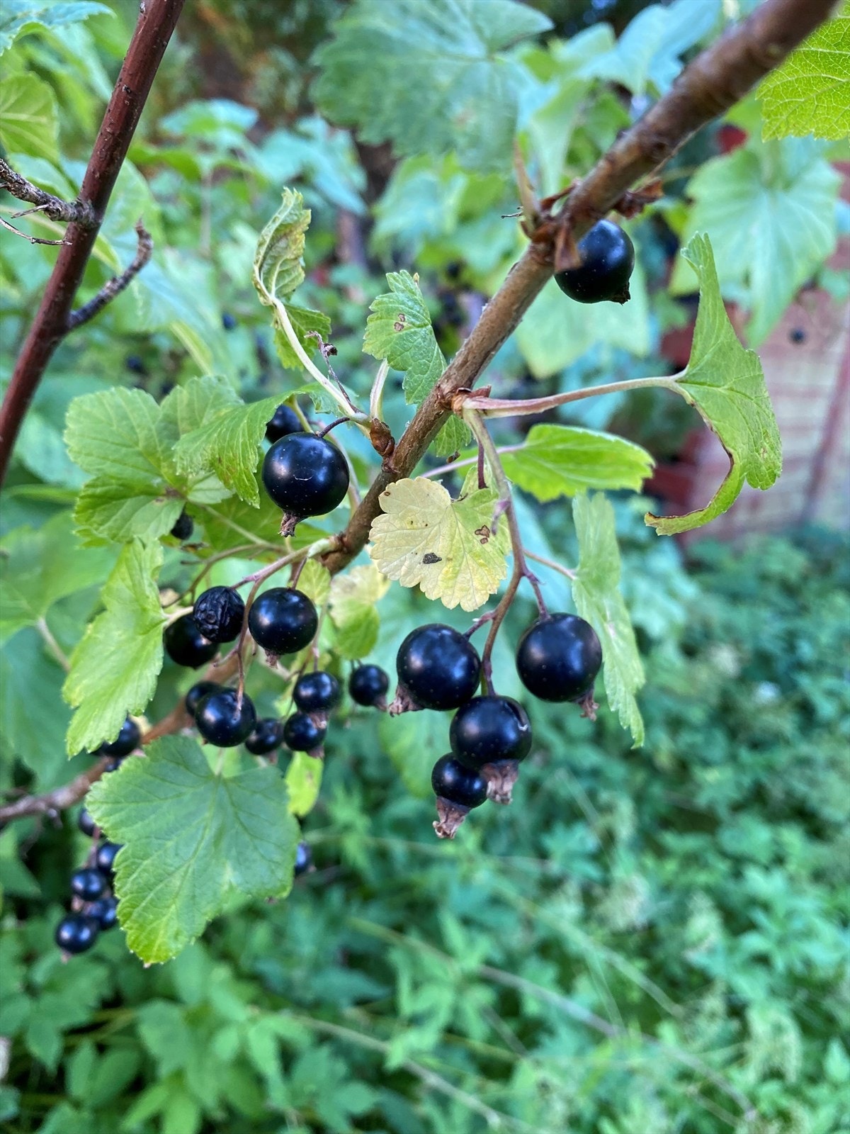 Selgers private bilde. Galleribilde