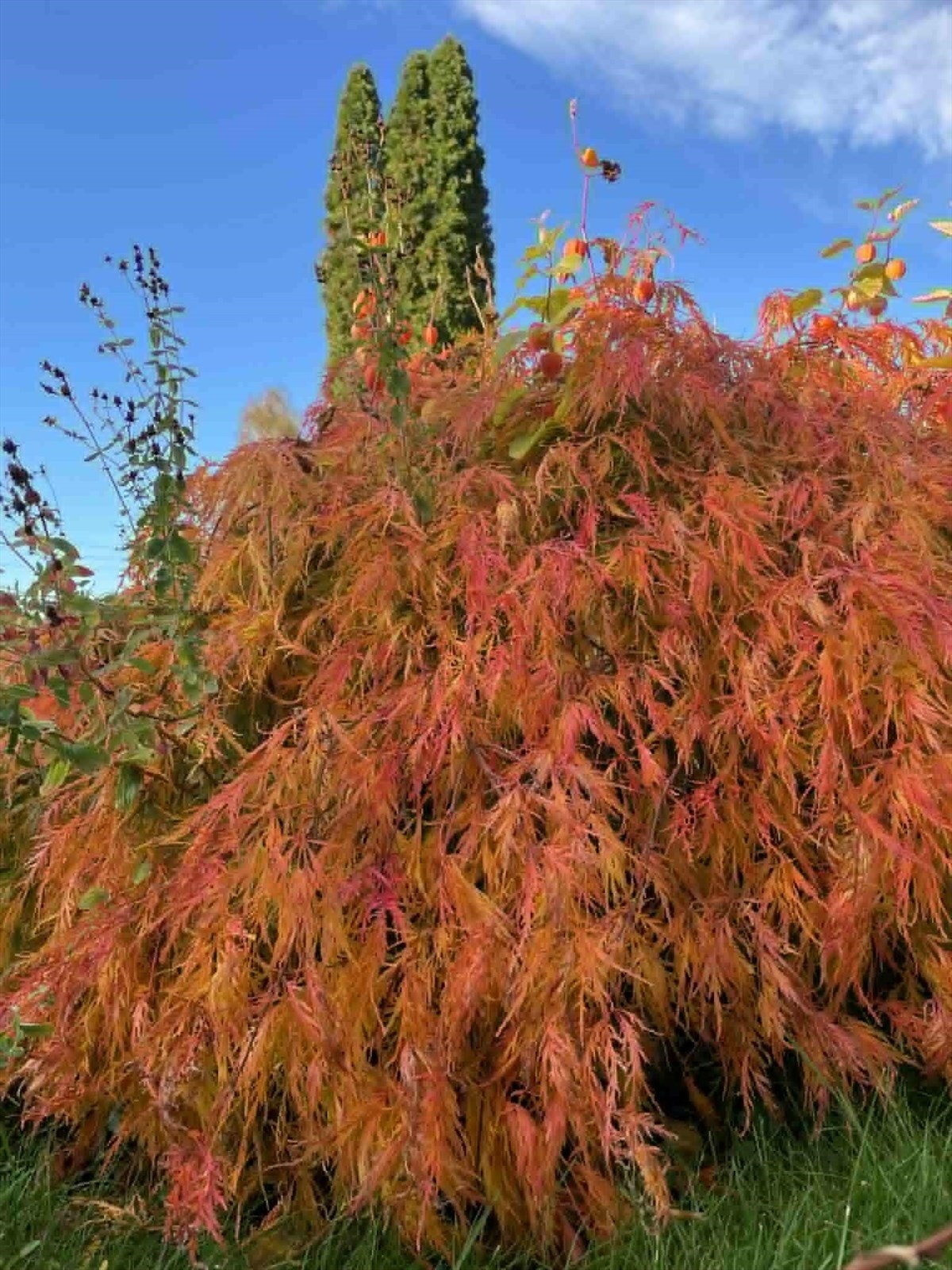 Selgers private bilde. Galleribilde