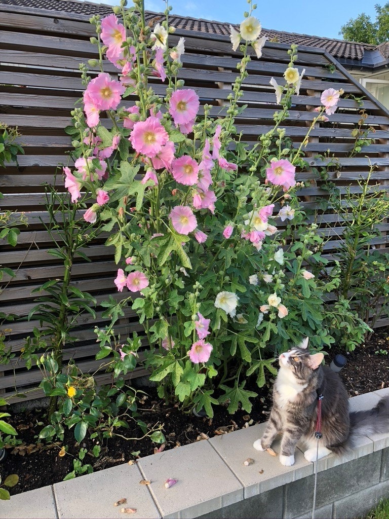 Selgers private bilde. Galleribilde