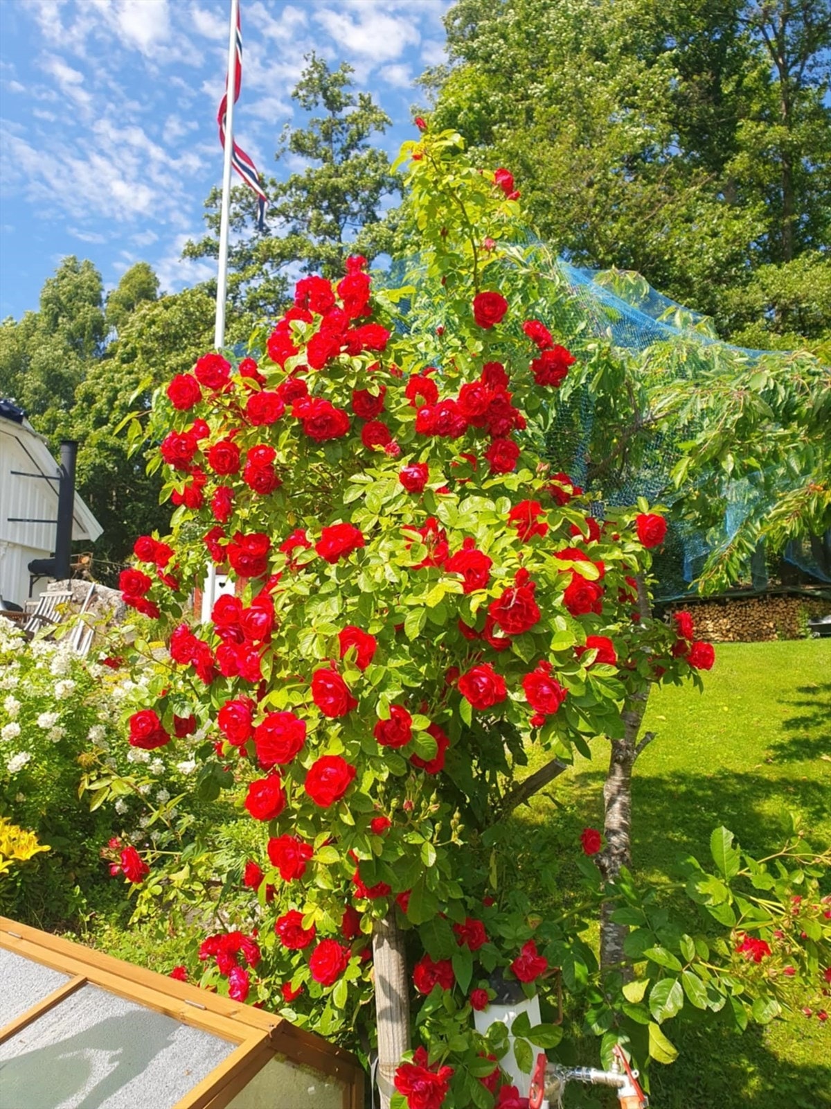 En av mange flotte rosebusker. Galleribilde
