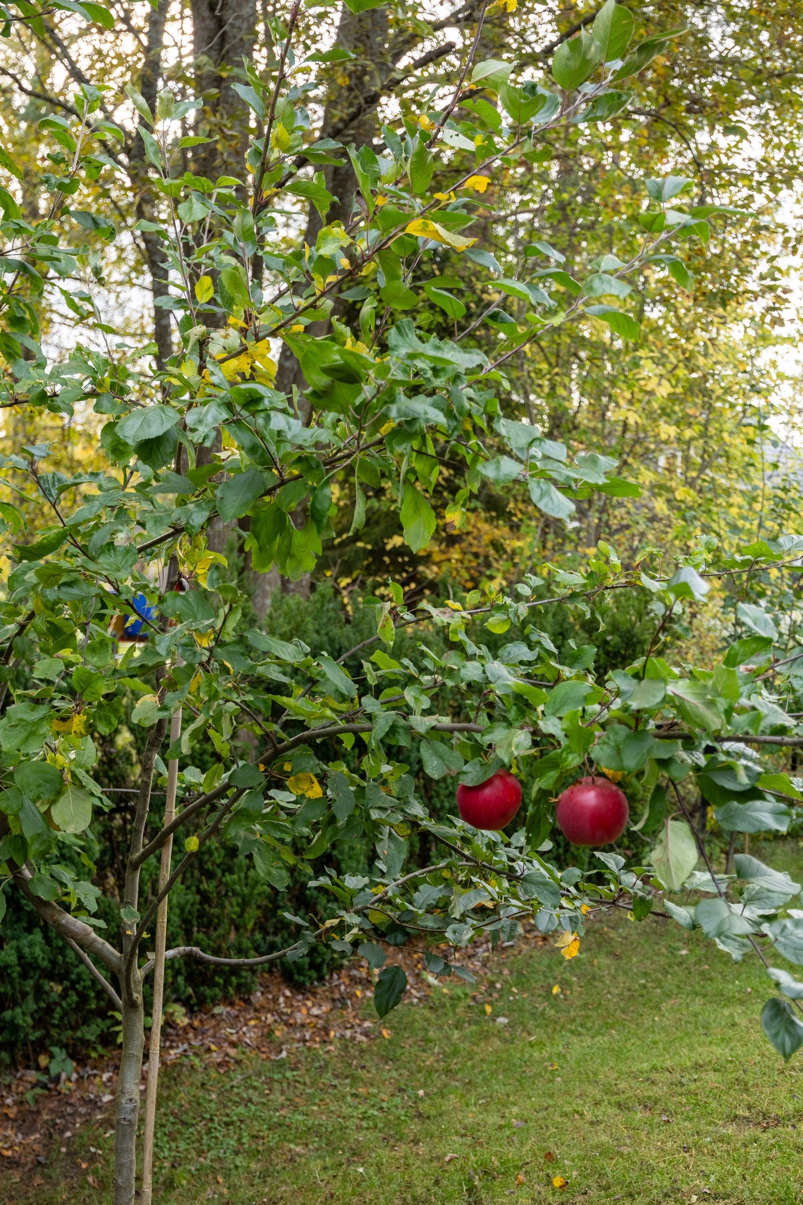 Det er et lite epletre i hagen.