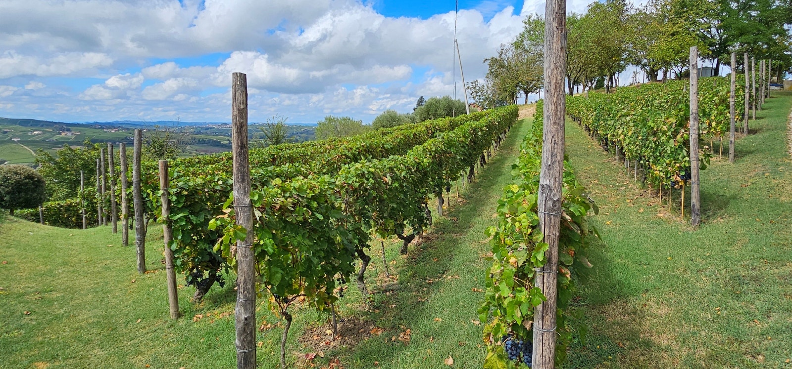 Vinmarka Galleribilde