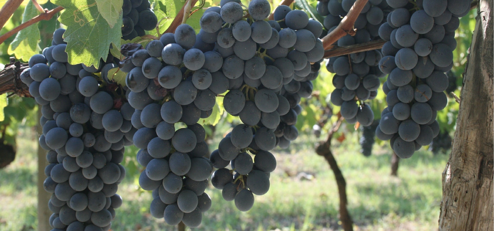 Barbera! Galleribilde