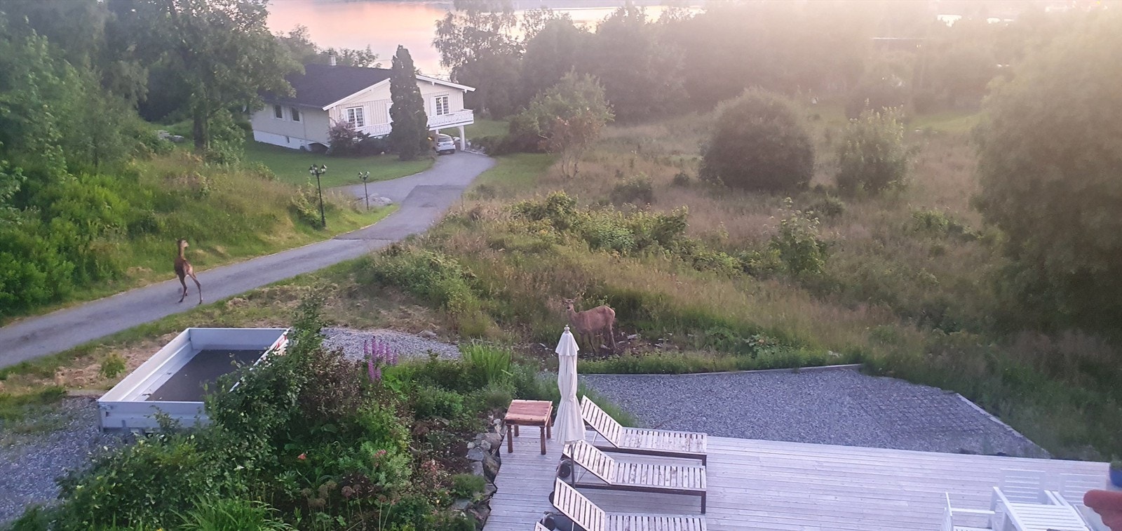 Dyrelivet kommer også tett på Galleribilde