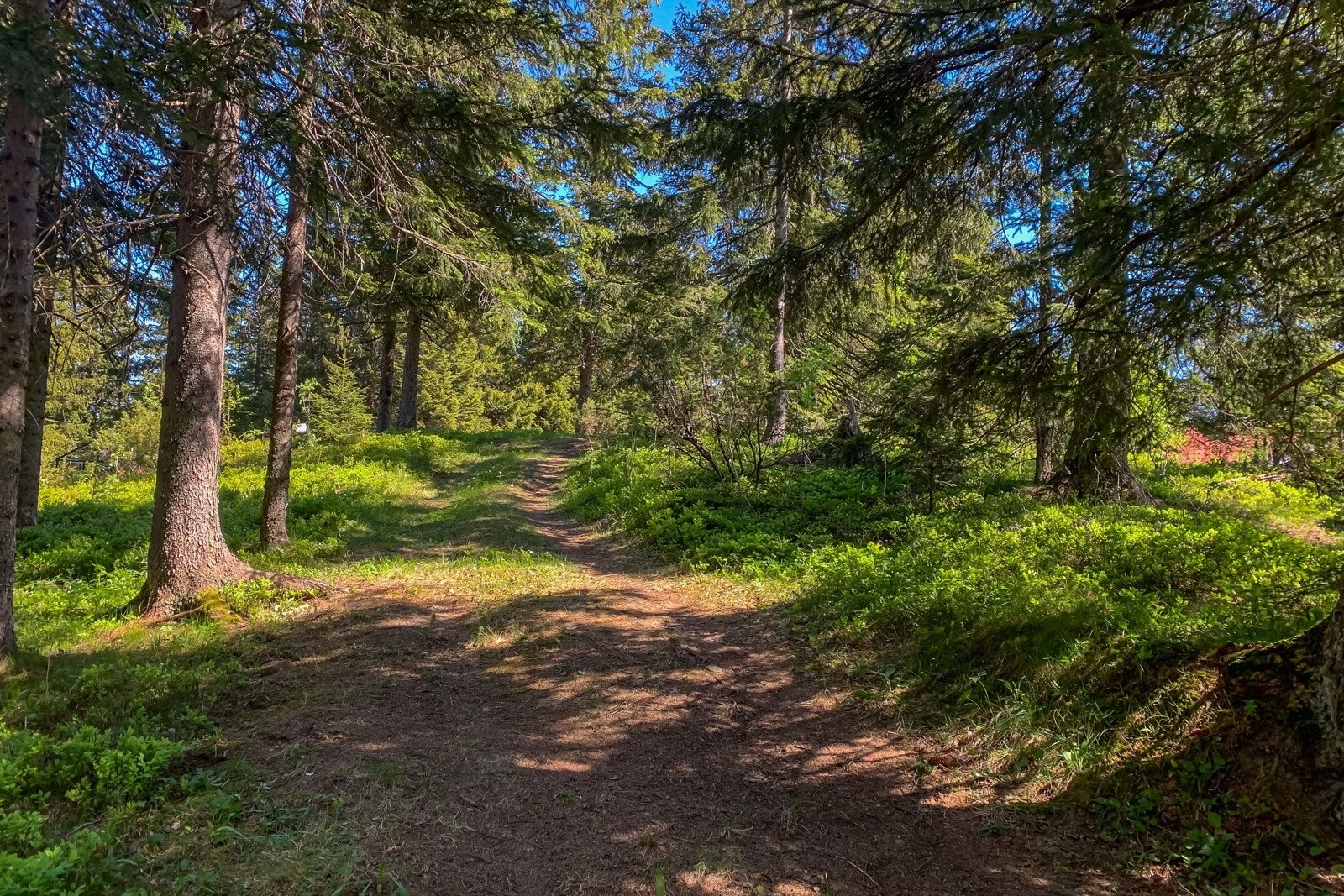 Rett utenfor døra er det flotte tur- og friluftsmuligheter innover i marka. Galleribilde