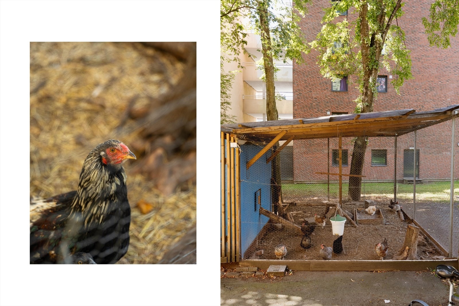Ekte bondegårdsidyll på Tøyen - Har du hørt om Tøyentuppene? I dag er det flere høner i bakgården, og beboerne som er medlem i andelslaget kan sanke egg. Galleribilde