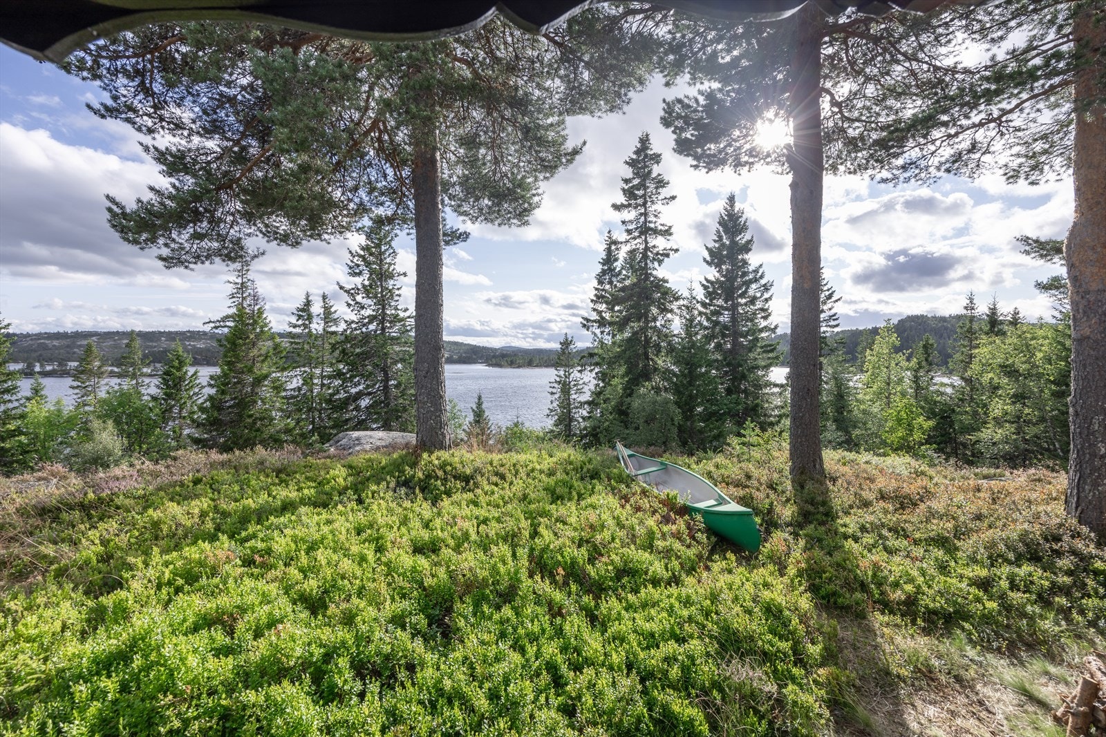 Egen blåbærskog. Galleribilde