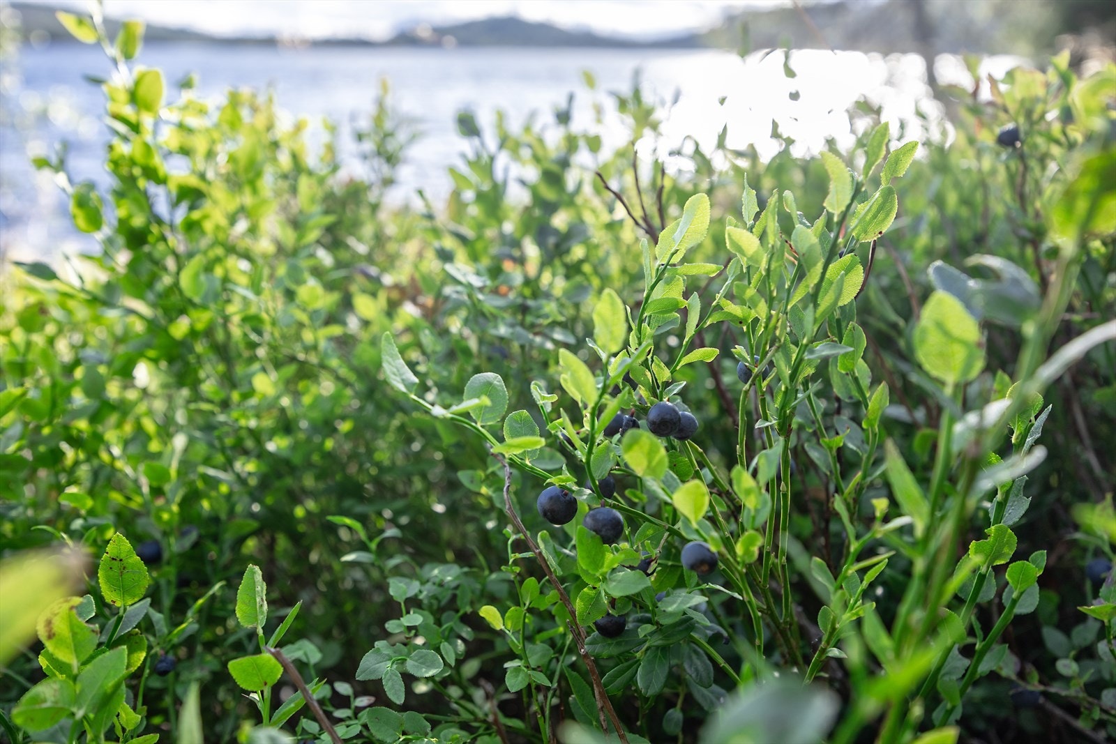 Bare å forsyne seg! Galleribilde