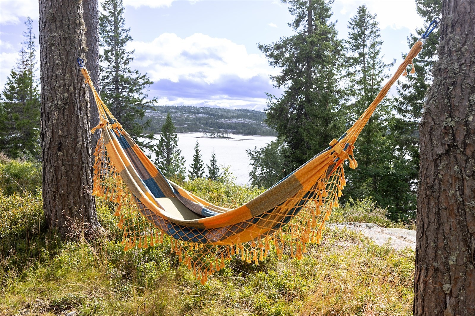 To robuste furutrær gir godt feste for hvile i hengekøya. Galleribilde