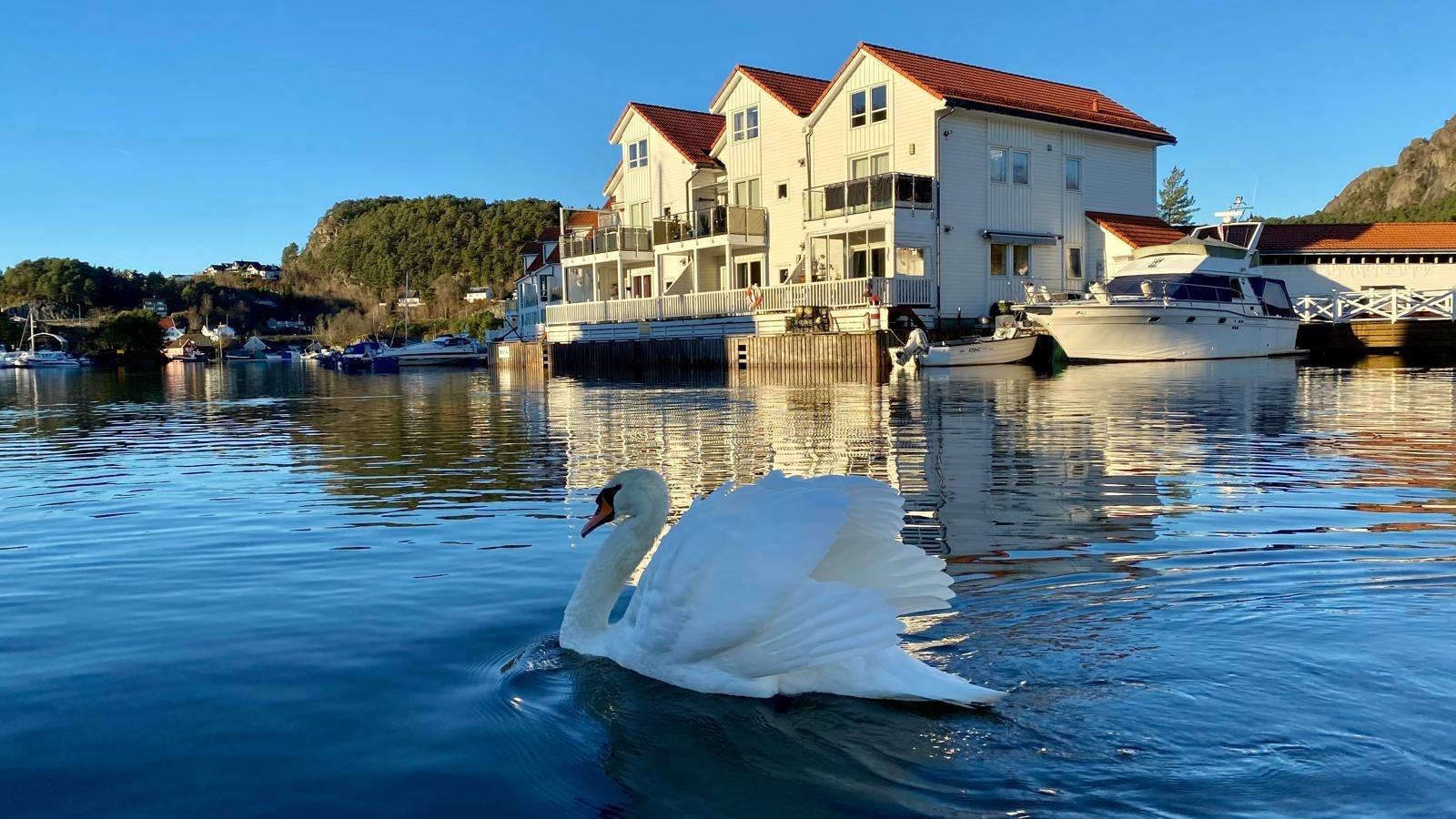 Selgers egne bilder Galleribilde