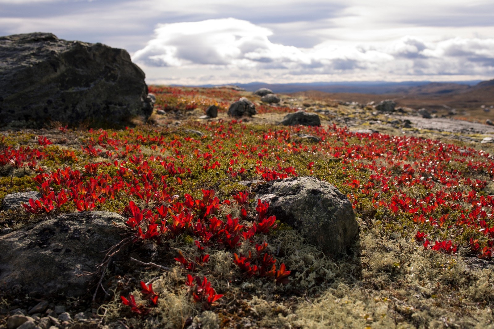 Høststemning i fjellet. Galleribilde