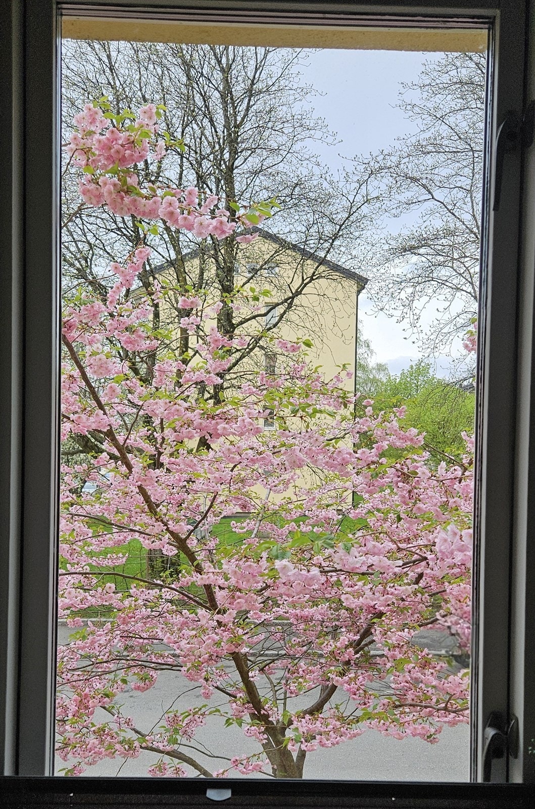 Selgers egne bilde Galleribilde