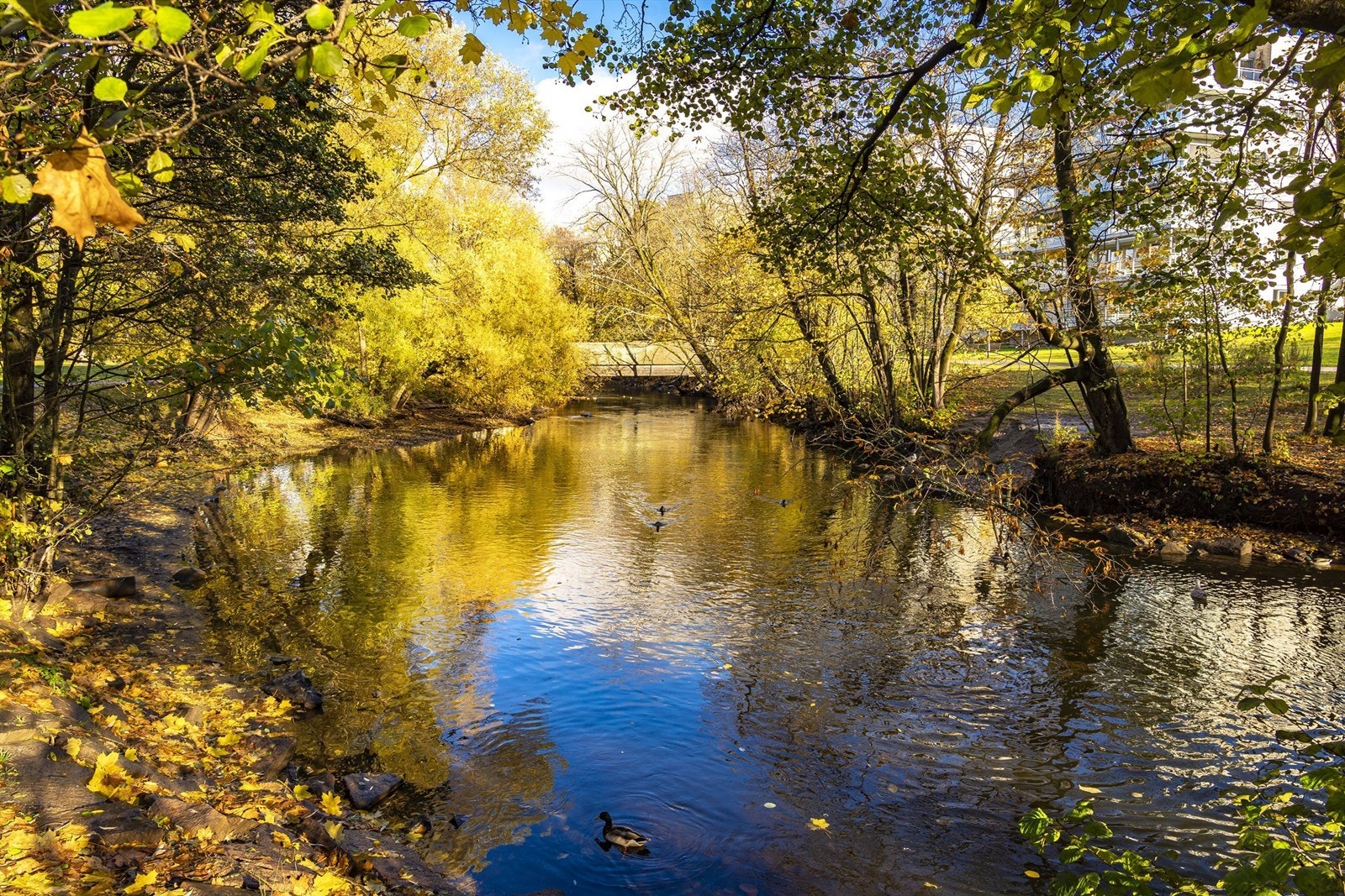 Akerselva i nydelige høstfarger Galleribilde