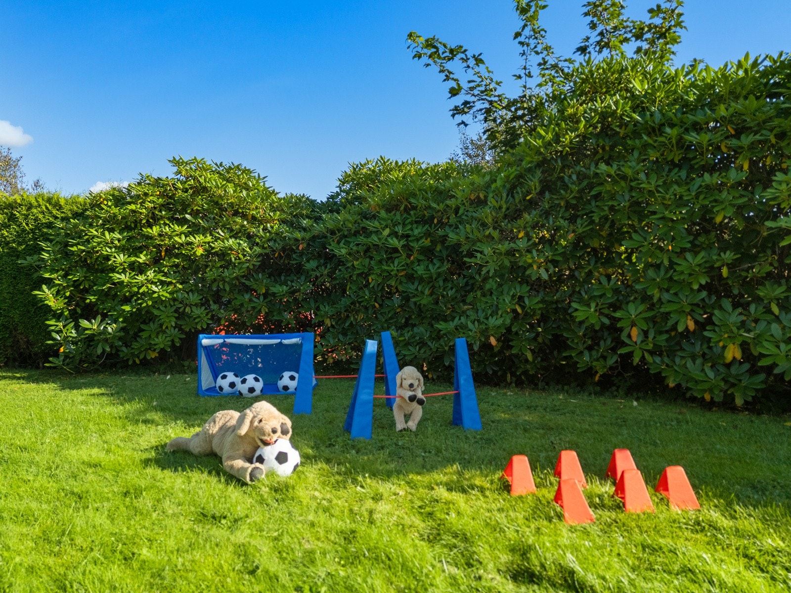 Tidlig på forsommeren blomstrer rhododendron buskene med store, fargerike blomster Galleribilde