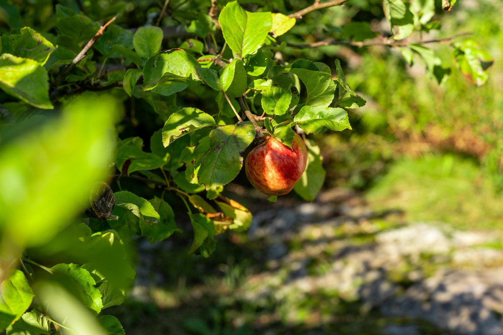 Hagen rommer flere frukttrær, og eplene kan du trylle om til en deilig eplekake for lørdagskosen Galleribilde