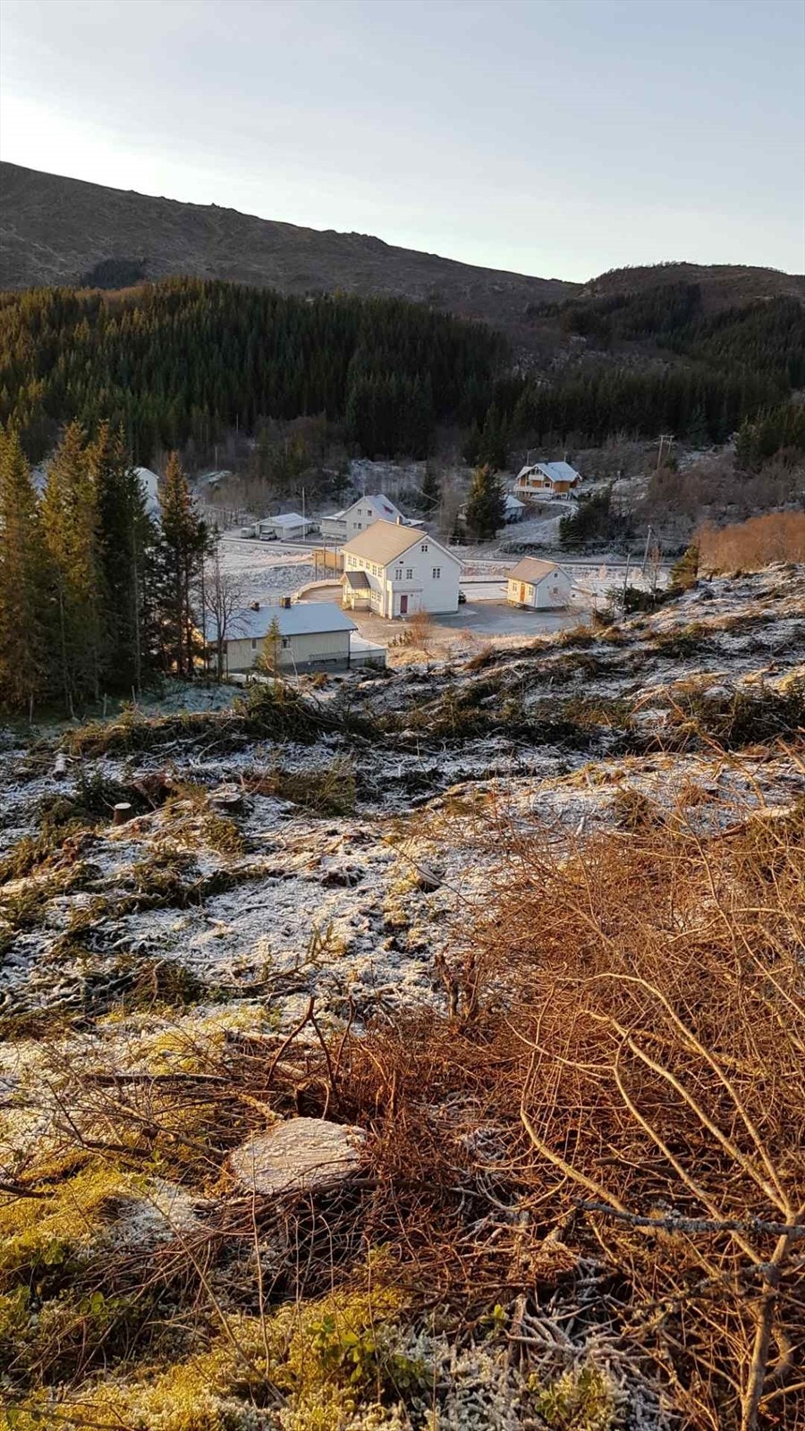 Siden dronebildene ble tatt er det blitt skoget i området Galleribilde