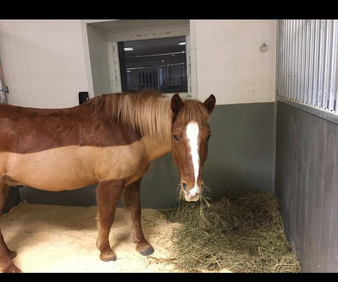 Lyse og hyggelig bokser hvor dine firbeinte venner vil trives. Galleribilde