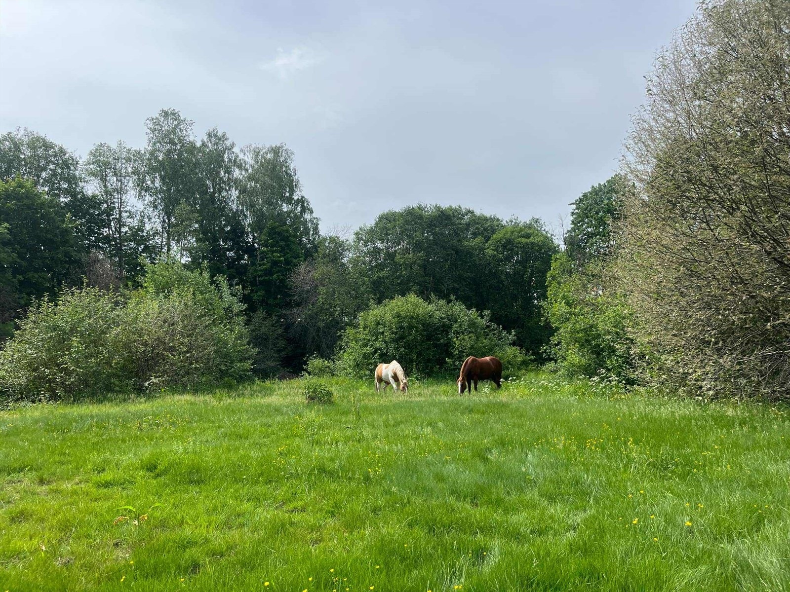 Stort beite som strekker seg fra paddockene og ned til elva. Beite består av både gress og trær, noe som gir le og rikelig med mat. Galleribilde