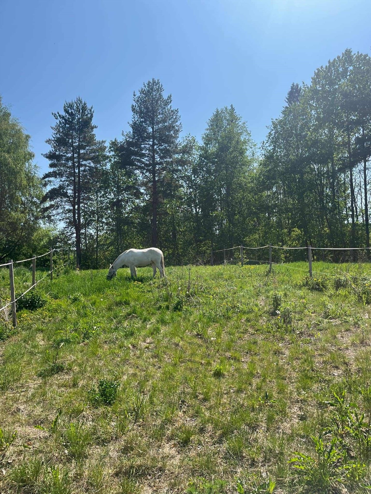Det er etablert flere paddocker hvor mange av dem er gruset. De har grodd litt igjen, men grunnlaget er lagt. Galleribilde