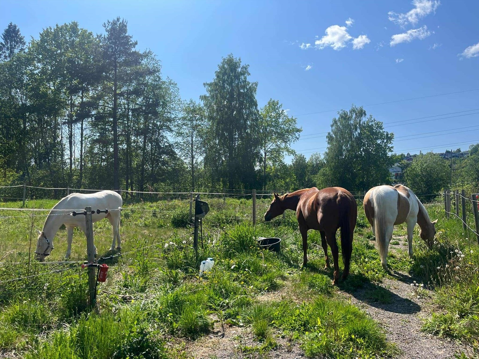 Til tross for den sentrale beliggenheten, ligger man landlig og usjenert til. Galleribilde