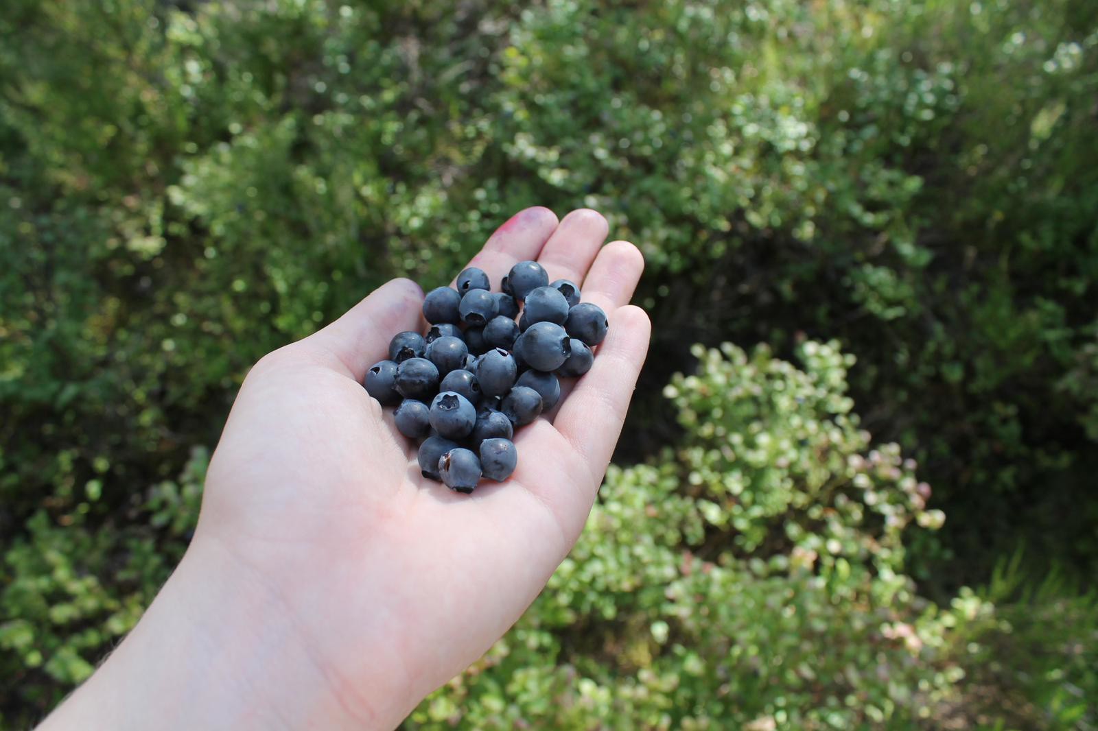 Selgers private bilde Galleribilde