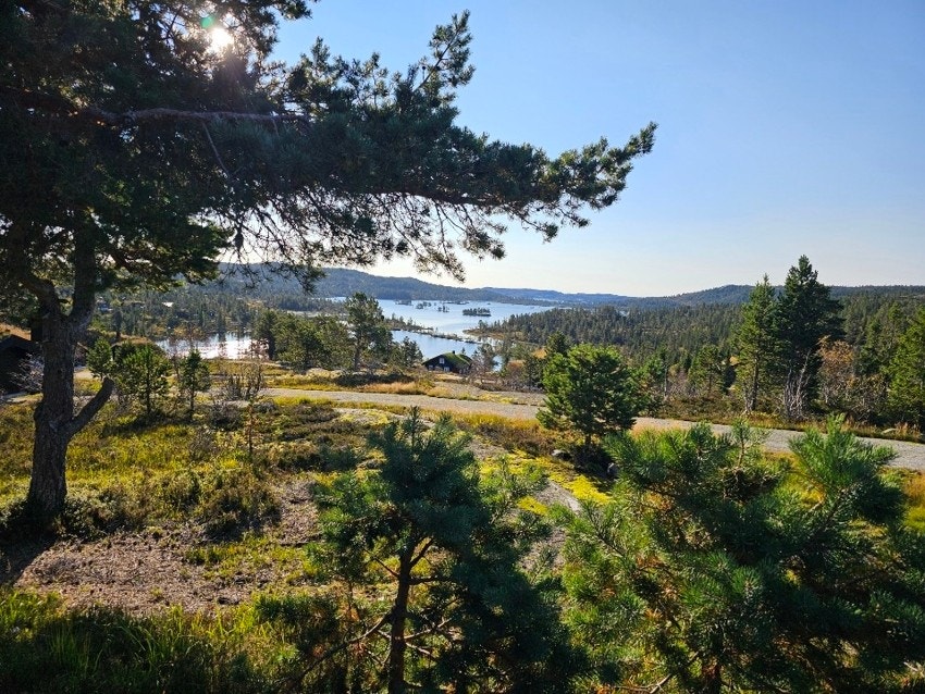 Selgers bilde Galleribilde