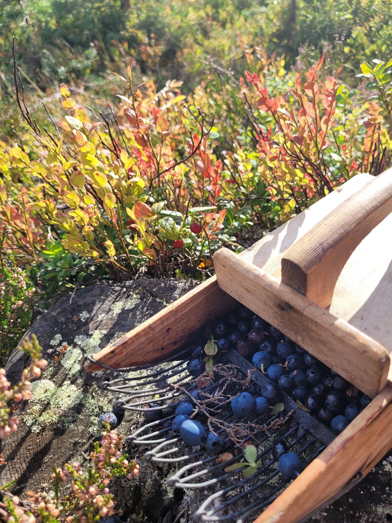 Plukker blåbær rett utenfor hytten, smaker herlig! Galleribilde