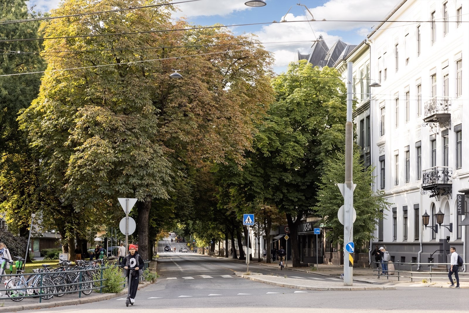 Bygdøy allé med sine ikoniske kastanjetrær Galleribilde