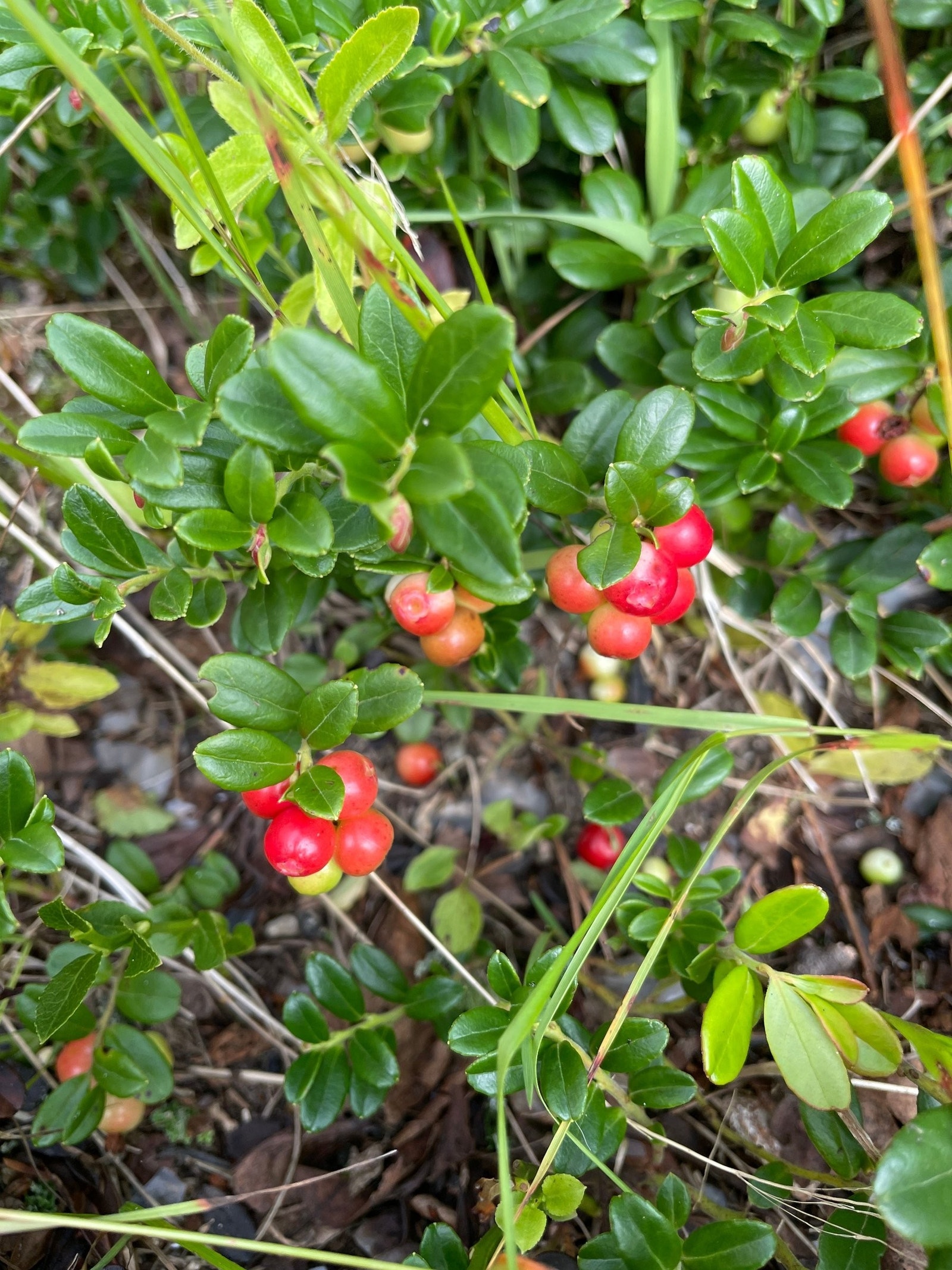 Tyttebær mye bær rundt hytta Galleribilde