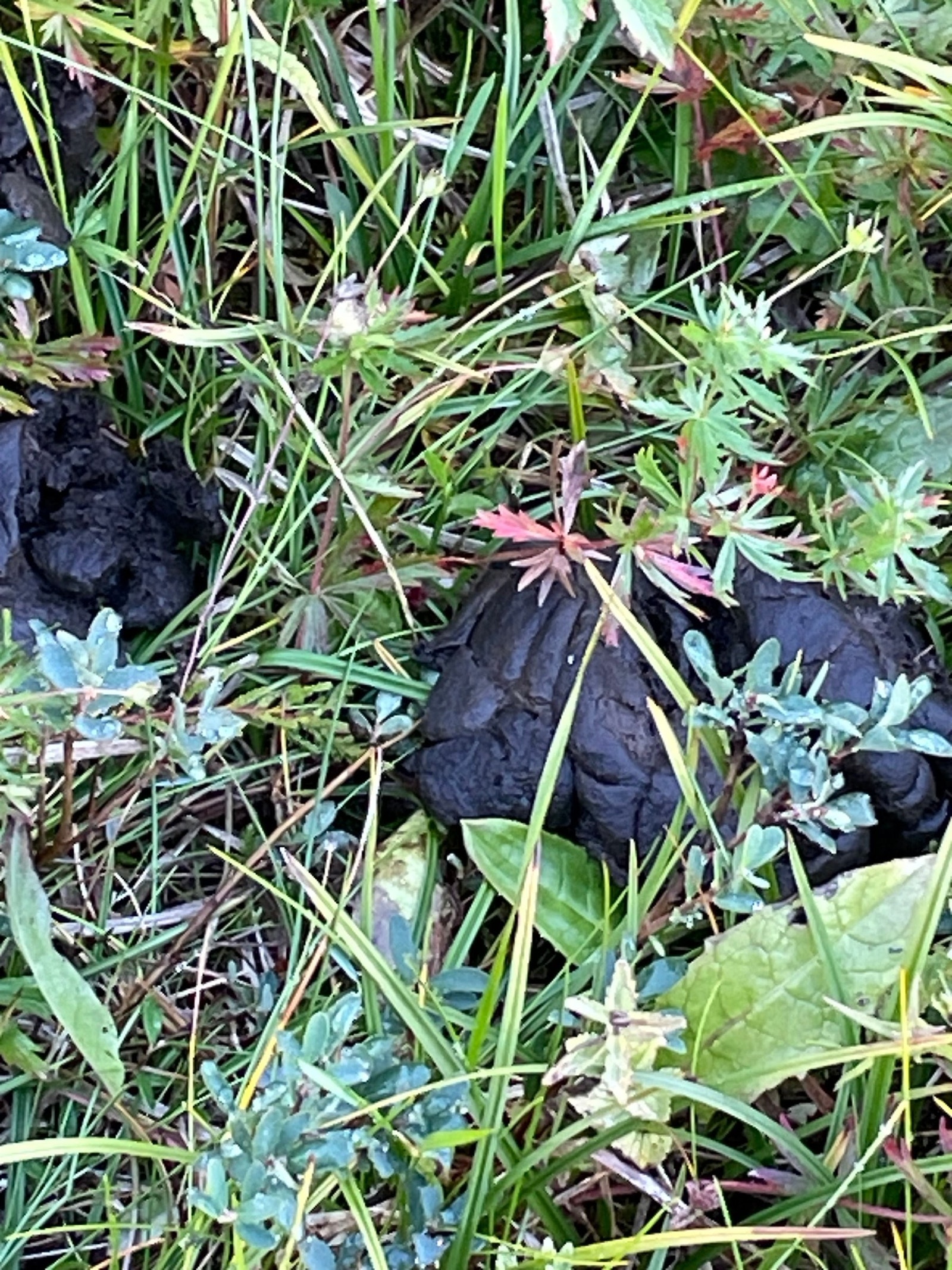 Elgen er ikke langt unna Galleribilde