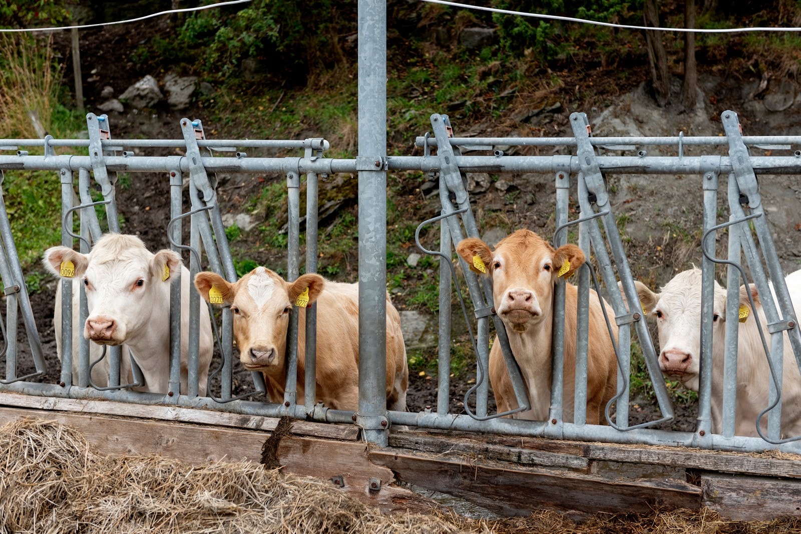 Småbruksidyll med nærhet til natur og dyreliv Galleribilde