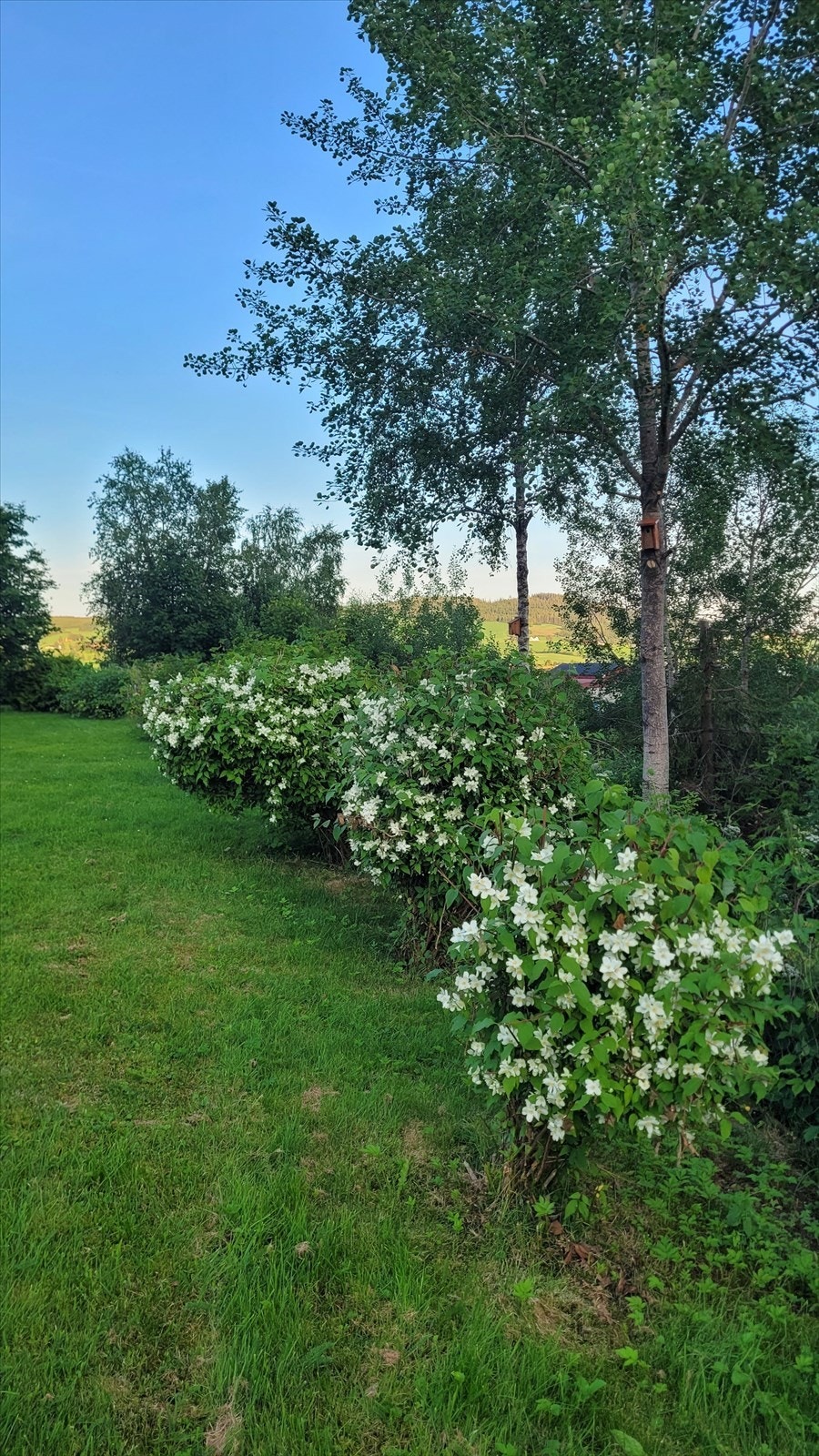 Selgers egne bilder Galleribilde
