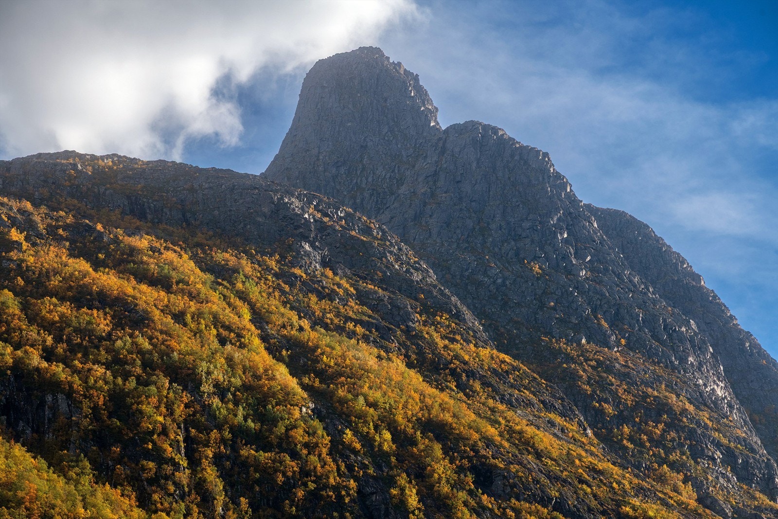 Nærområdet Galleribilde
