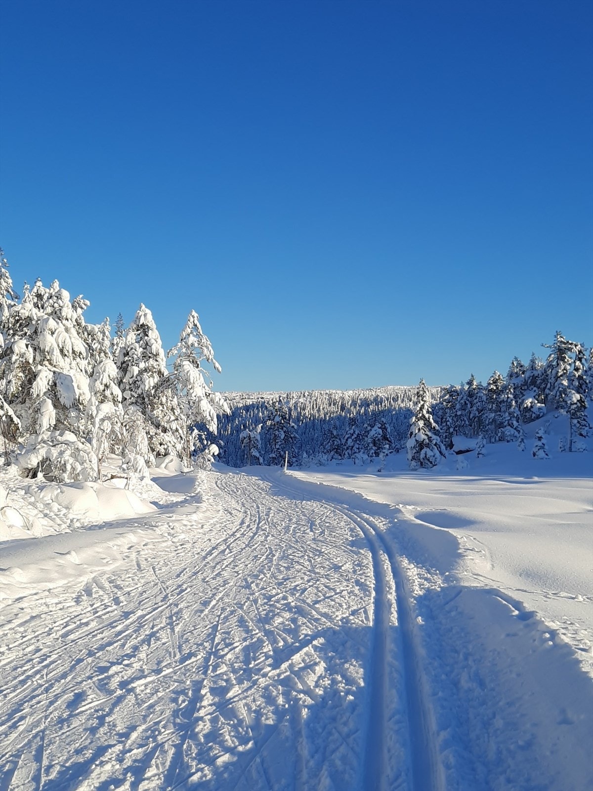 Selgers eget bilde. Galleribilde