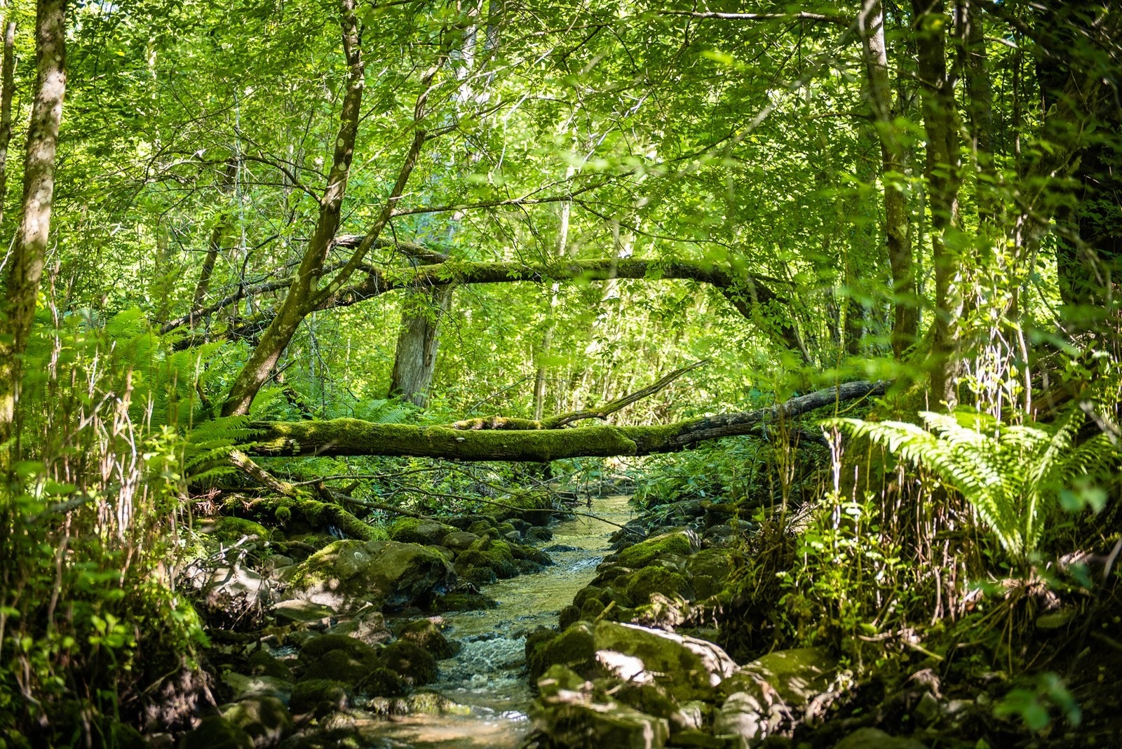 Mærradalen med fine tur- og treningsmuligheter ligger rett utenfor inngangsdøren Galleribilde