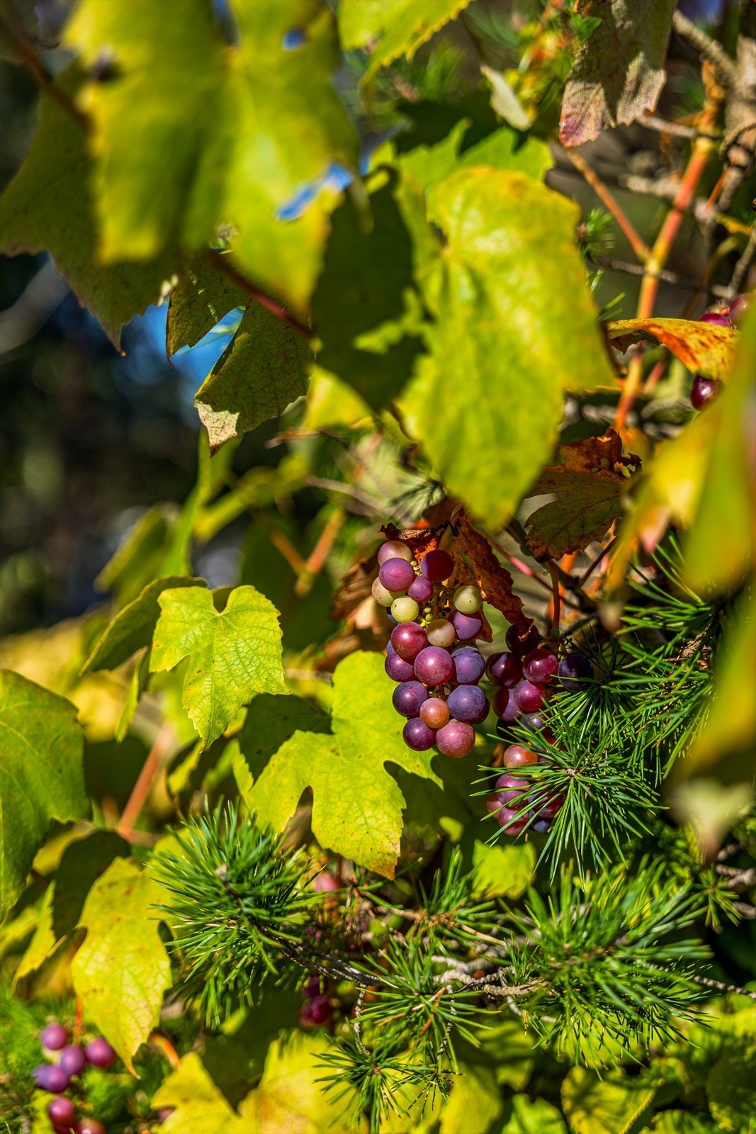 På solsiden. Galleribilde